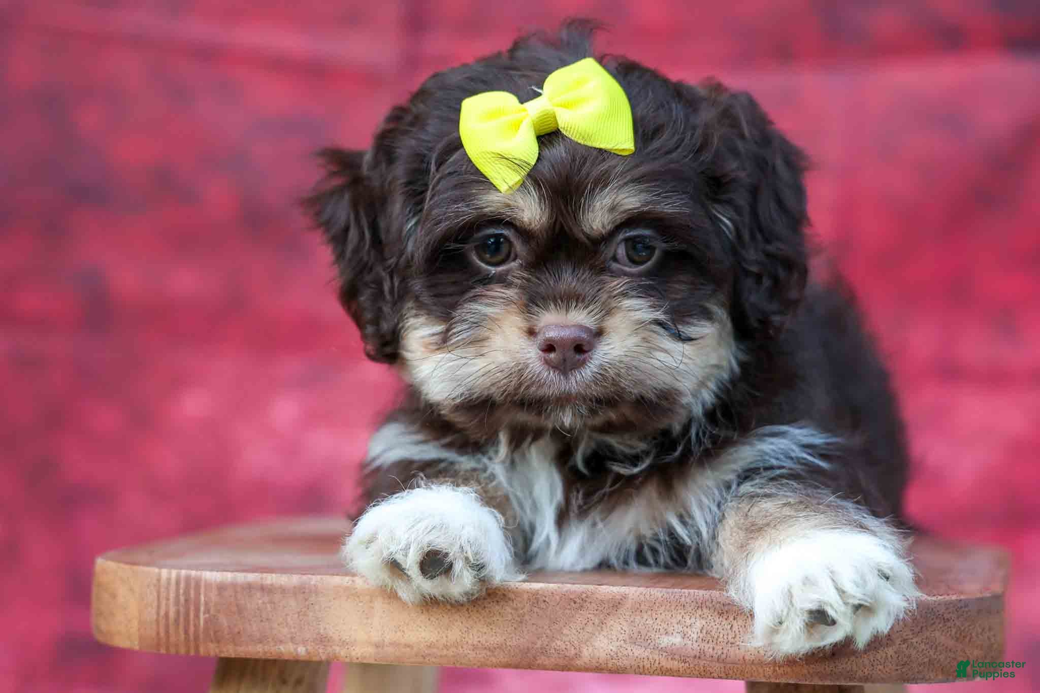 Teddy Bear dogs for sale: Oscar 🐾    - Ad 1