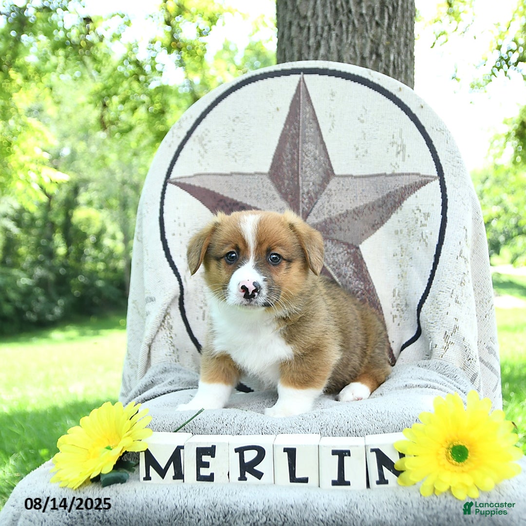 Welsh Corgi Pembroke dogs for sale: Merlin - Ad 10