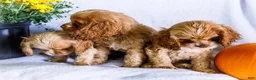 Cocker Spaniel dogs for sale: Lilly - Ad 9