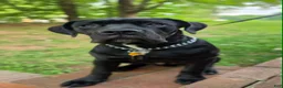 Cane Corso dogs for sale: Cane Corso 1 - Ad 2