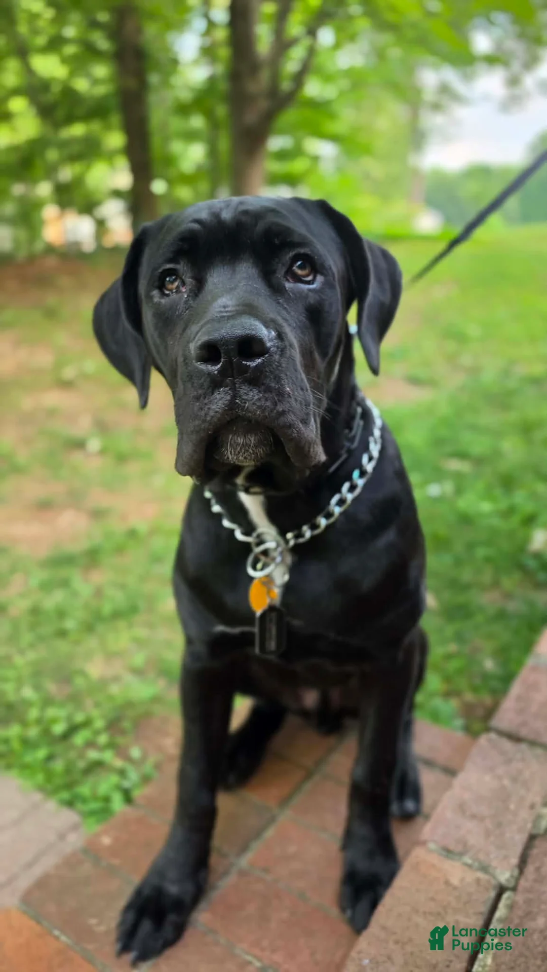 Cane Corso dogs for sale: Cane Corso 1 - Ad 2