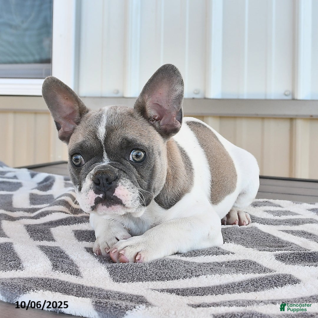 French Bulldog dogs for sale: Timber - Ad 9