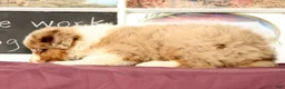 Miniature Australian Shepherd dogs for sale: Shooter - Ad 5
