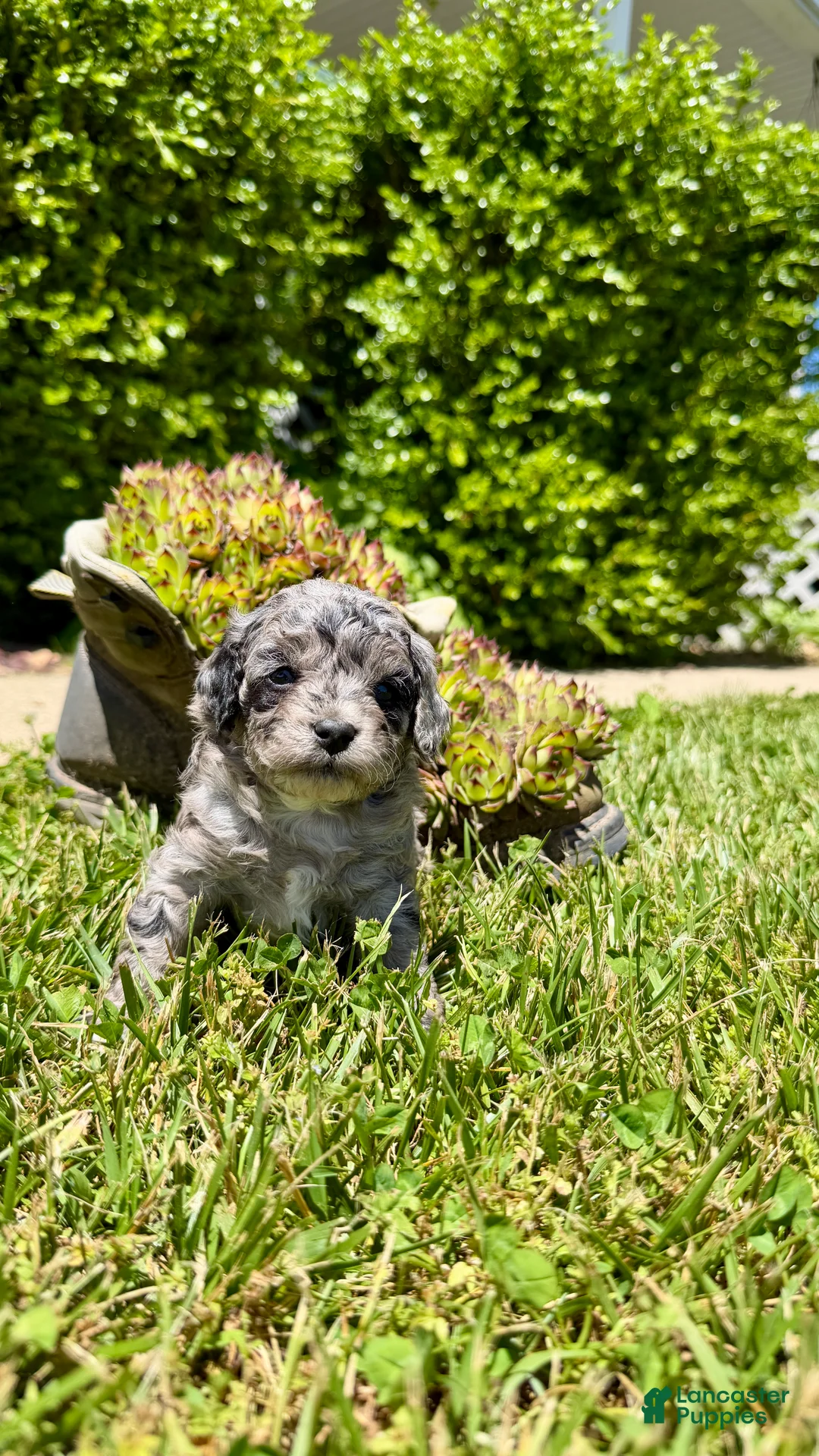 Cavapoo dogs for sale: Zoey - Ad 5