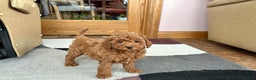 Cavapoo dogs for sale: Cavapoo Puppy 4 - Ad 6