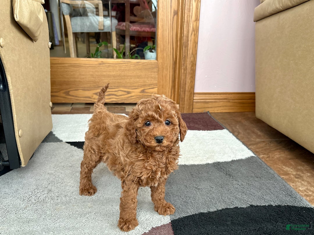 Cavapoo dogs for sale: Cavapoo Puppy 4 - Ad 6