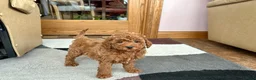Cavapoo dogs for sale: Cavapoo Puppy 4 - Ad 6