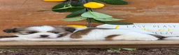 Shih Tzu dogs for sale: Quigley Shih Tzu  - Ad 18