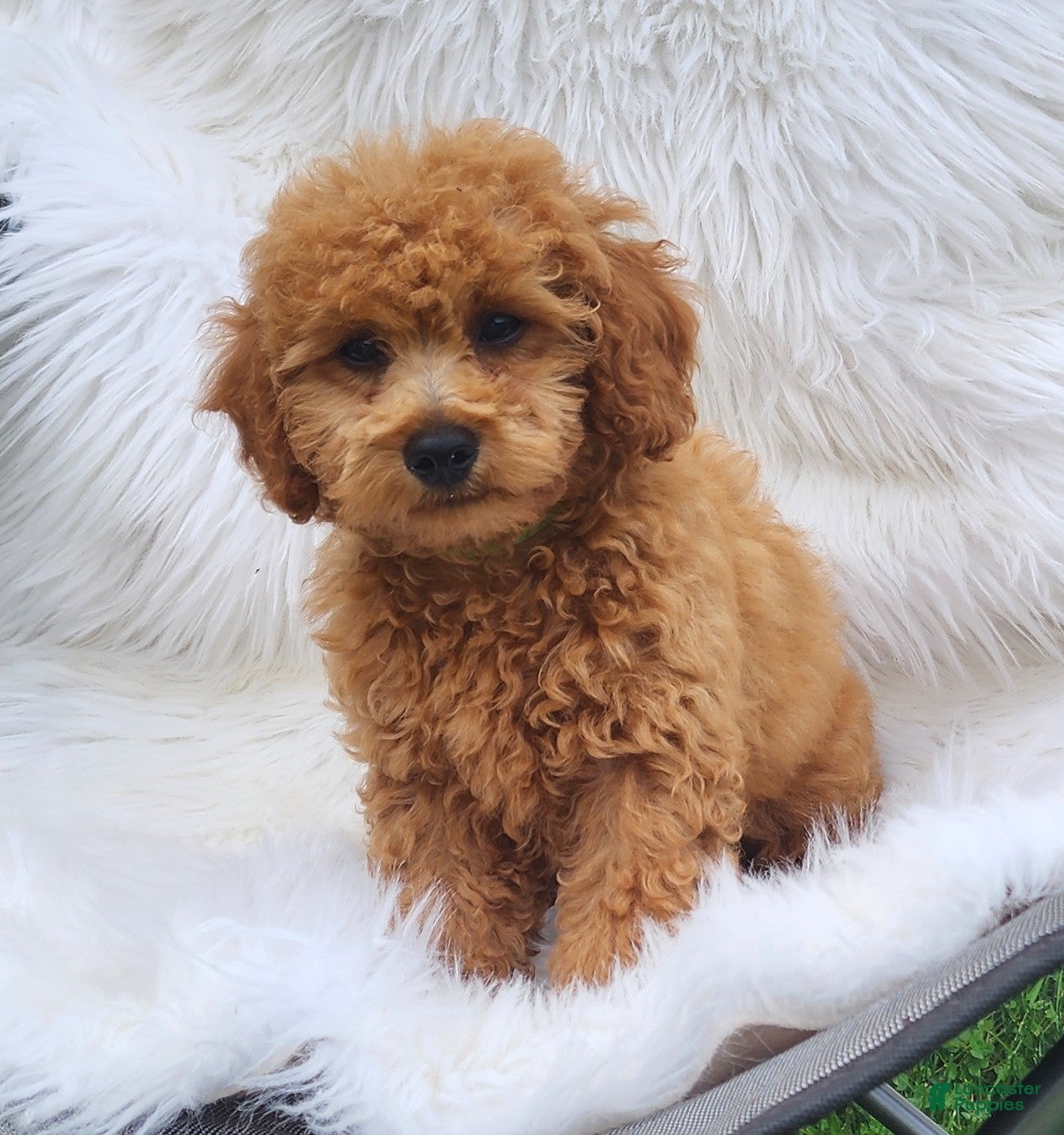 Mini Goldendoodle dogs Baxter green collar - Ad 1