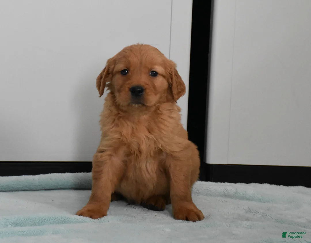 Golden Retriever dogs for sale: Ranger    Genetic/OFA - Ad 14
