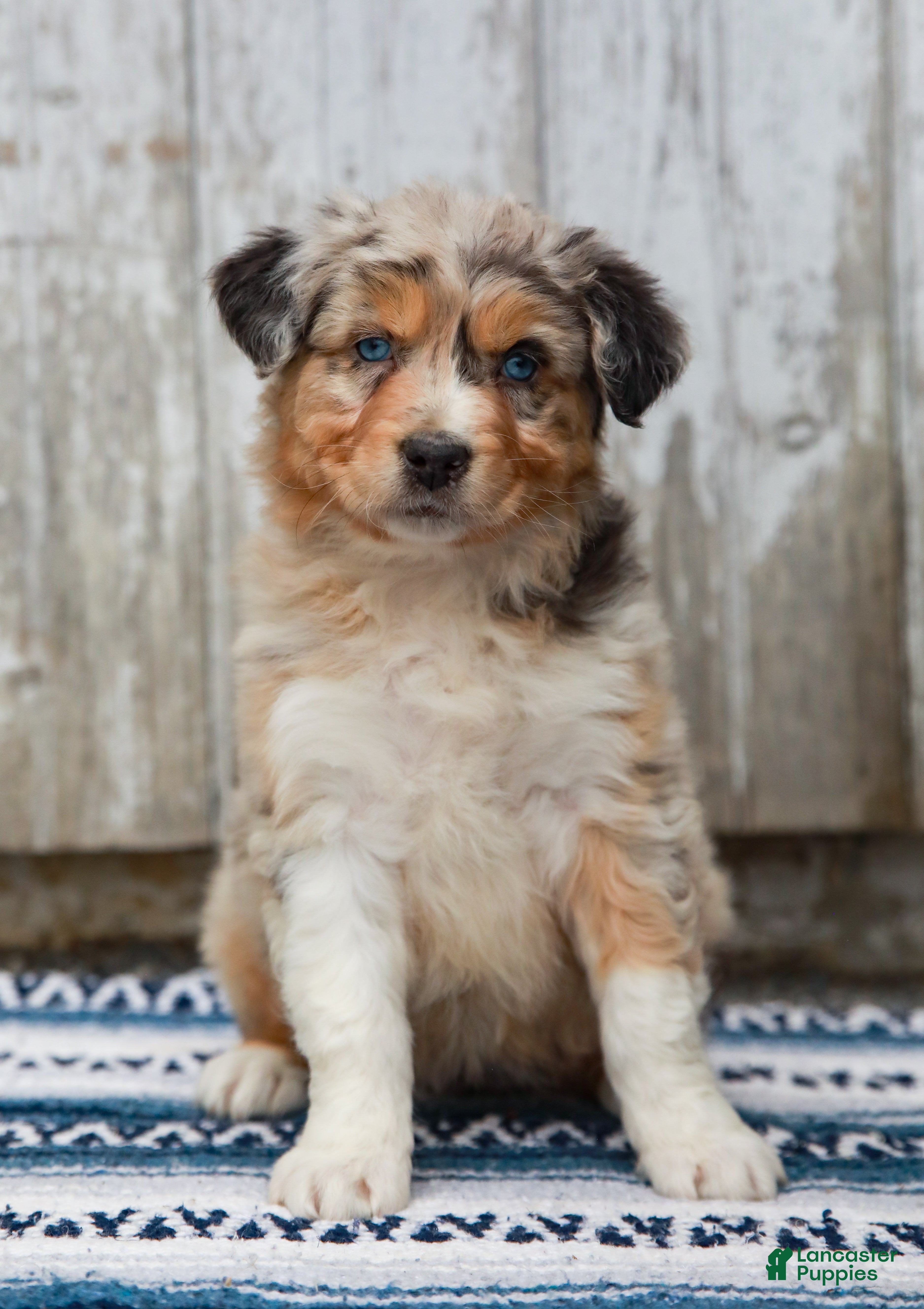 Australian Shepherd dogs Callie - Ad 1