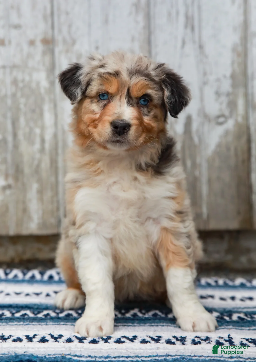 Australian Shepherd dogs for sale: Callie - Ad 1