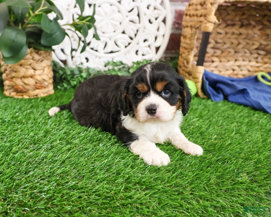 Cavalier King Charles Spaniel dogs for sale: Keeter - Ad 12