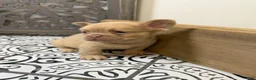 French Bulldog dogs for sale: King George - Ad 8