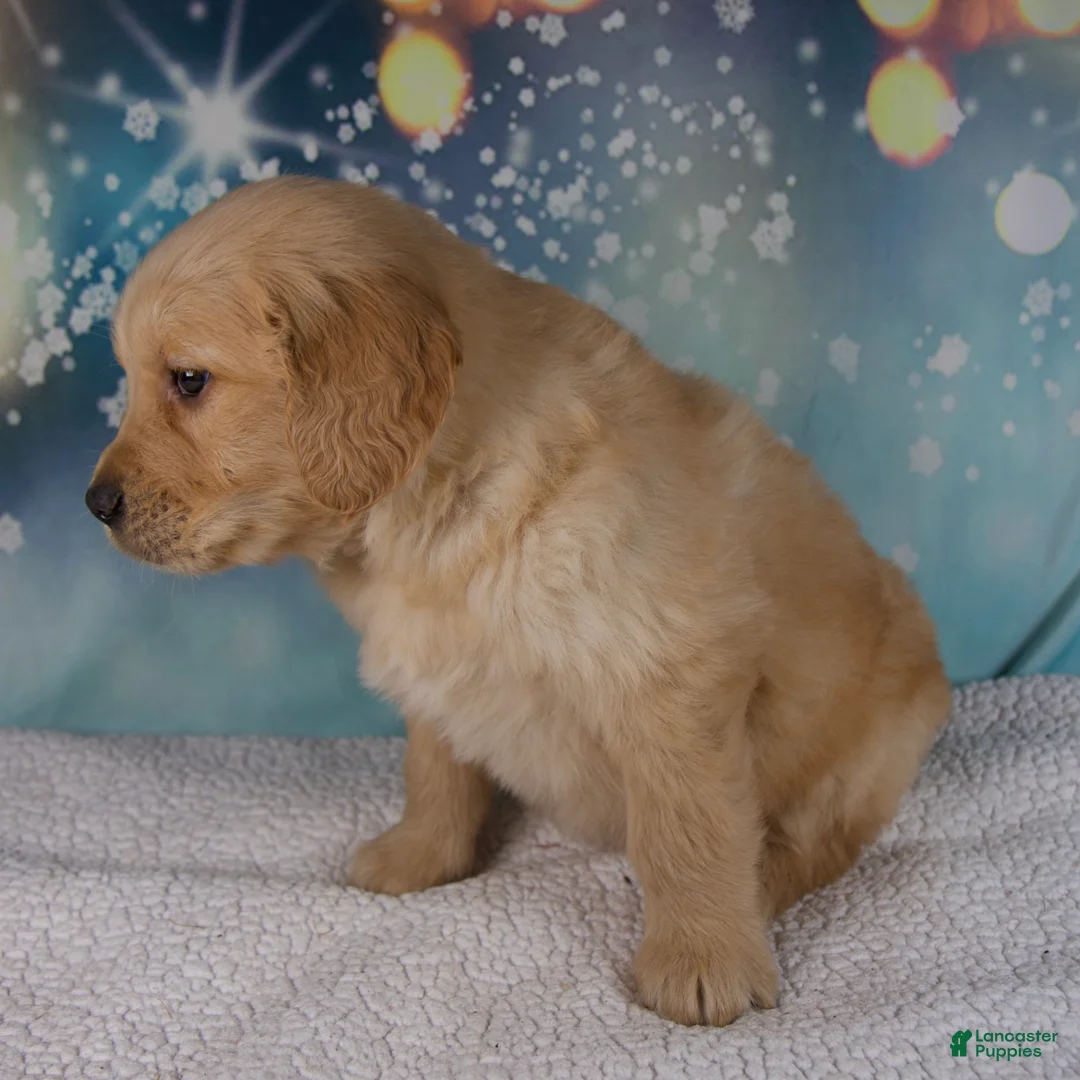 Golden Retriever dogs for sale: Enzo - Ad 6