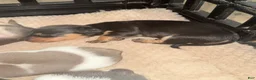 Dachshund dogs for sale: Dachshund Puppy 6 - Ad 7