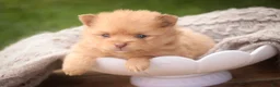 Pomeranian dogs for sale: Toulouse Pomeranian  - Ad 7
