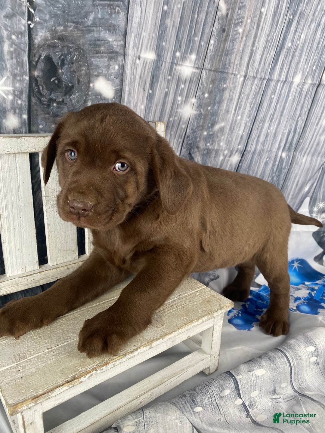 Labrador Retriever dogs for sale: Ace - Ad 1
