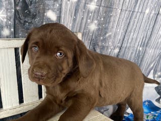 Labrador Retriever dogs Ace - Ad 6