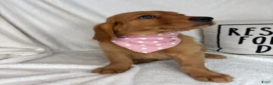 Gracie