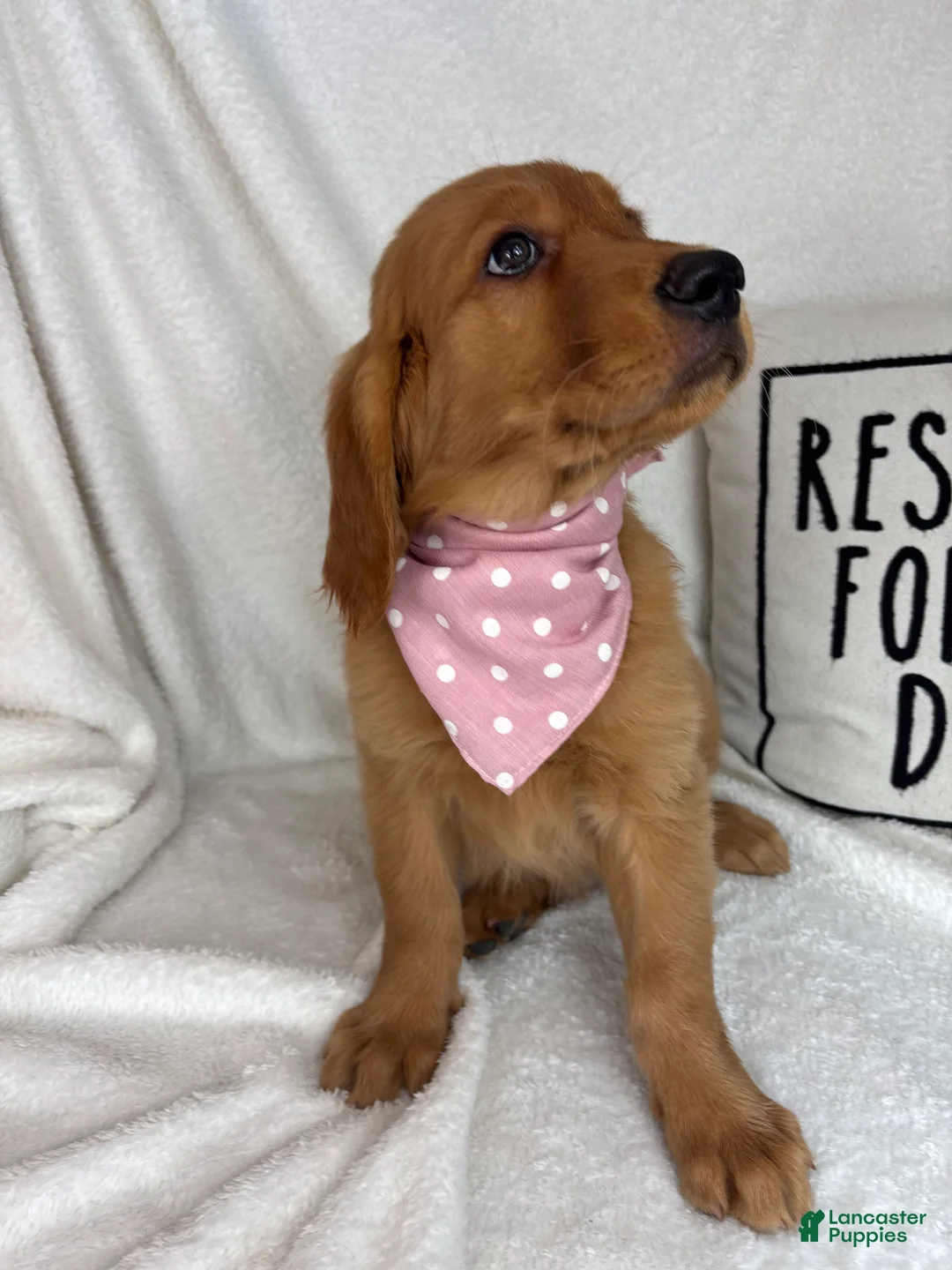 Golden Retriever dogs for sale: Gracie - Ad 1