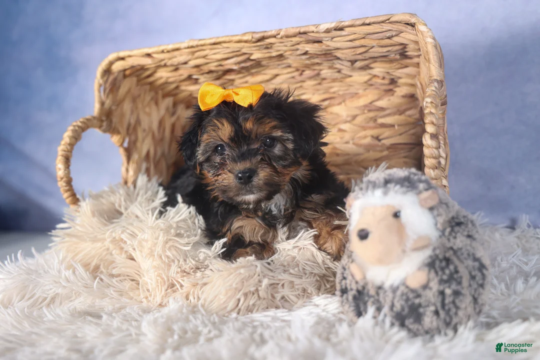 Yorkiepoo dogs for sale: JACK - Ad 5