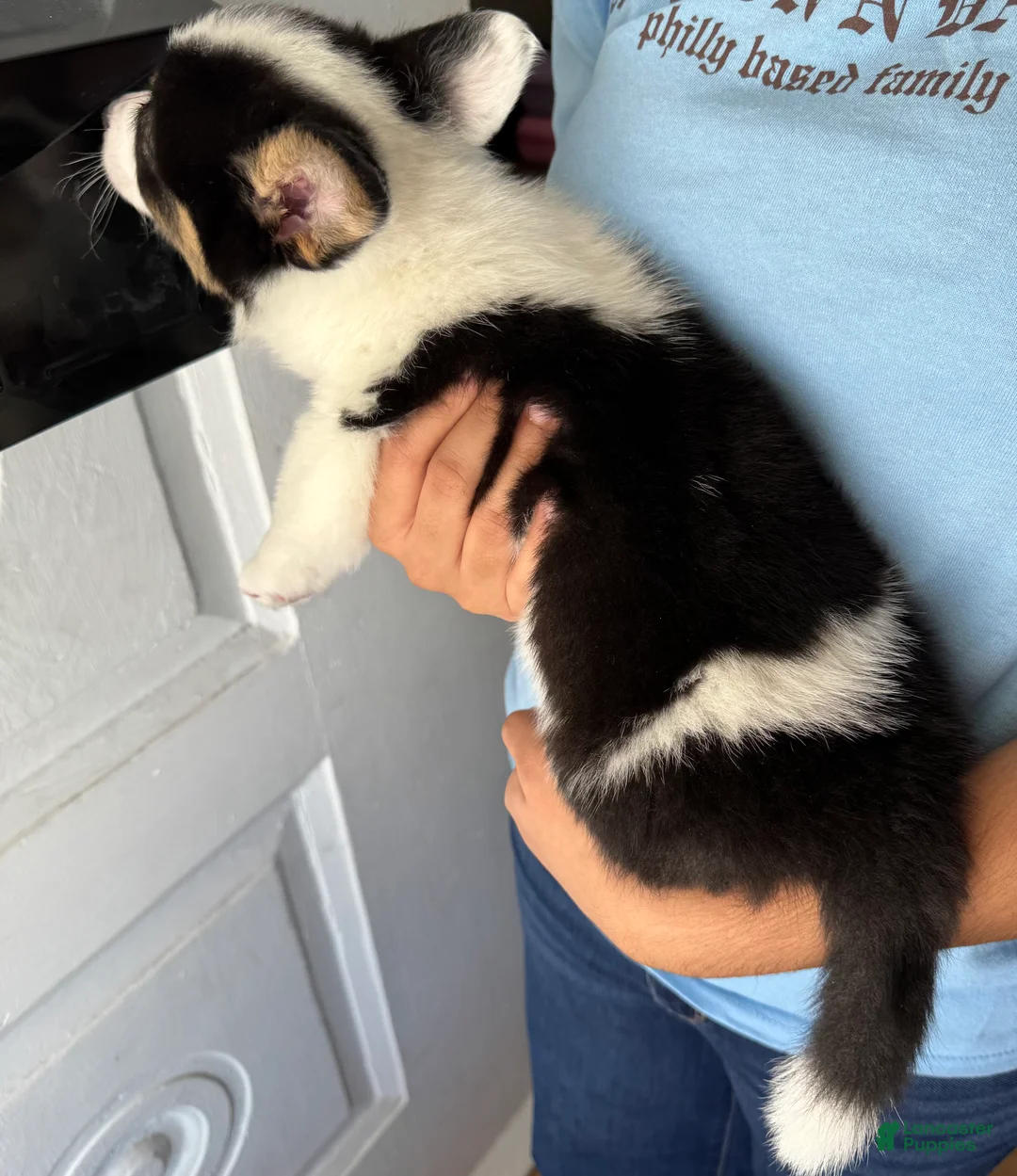 Welsh Corgi Pembroke dogs for sale: Max Jr. - Ad 2