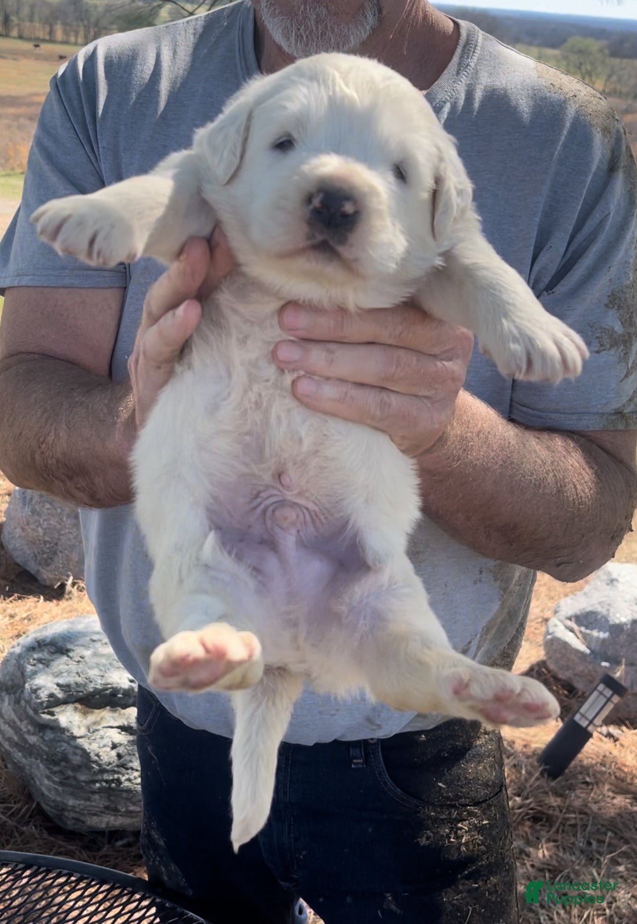 Mixed Breed dogs Mixed Breed Puppy 2 - Ad 1