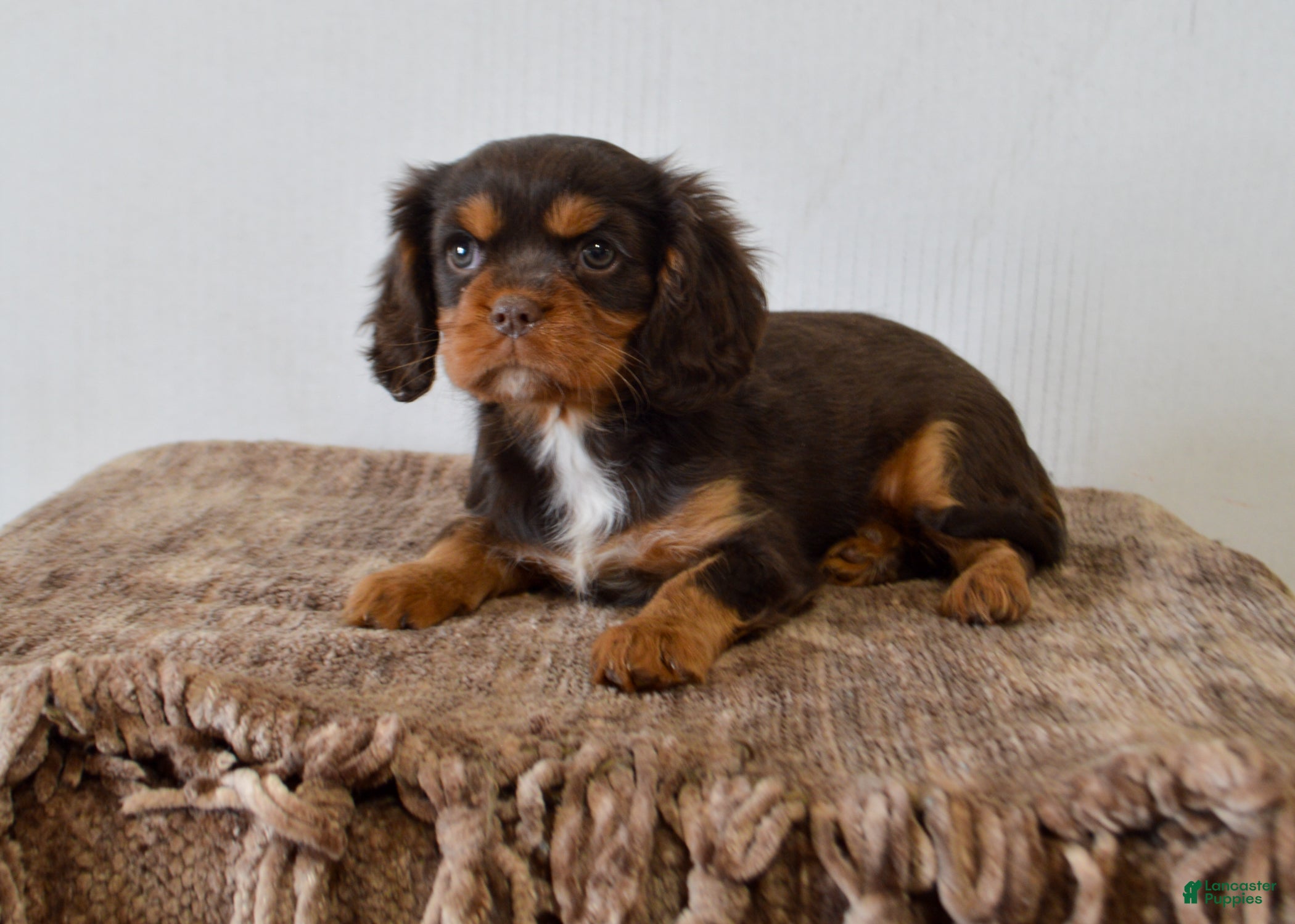 Cavalier King Charles Spaniel dogs Dahlia - Ad 14