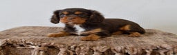 Cavalier King Charles Spaniel dogs for sale: Dahlia - Ad 1
