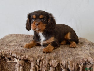 Cavalier King Charles Spaniel dogs Dahlia - Ad 17