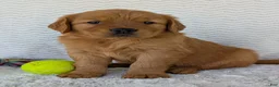 Golden Retriever dogs for sale: Charlie - Ad 8