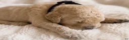 Double Doodle dogs for sale: Six - Ad 1