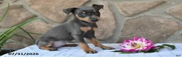 Miniature Pinscher dogs for sale: Abby - Ad 3
