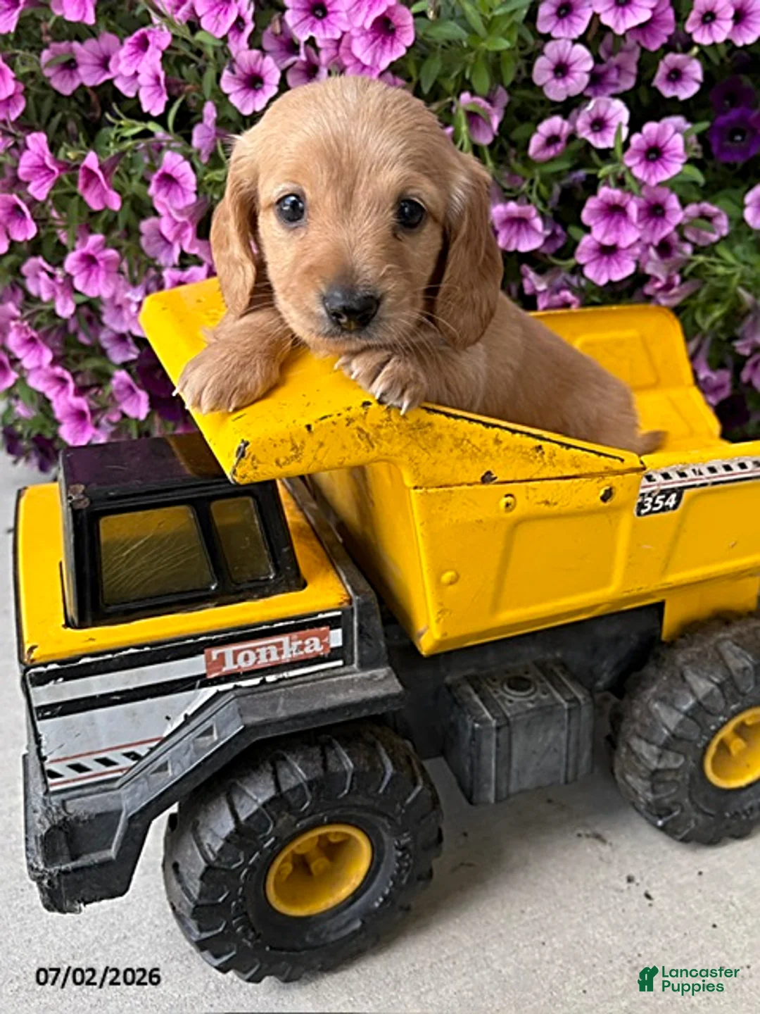 Dachshund dogs for sale: Oliver - Ad 3