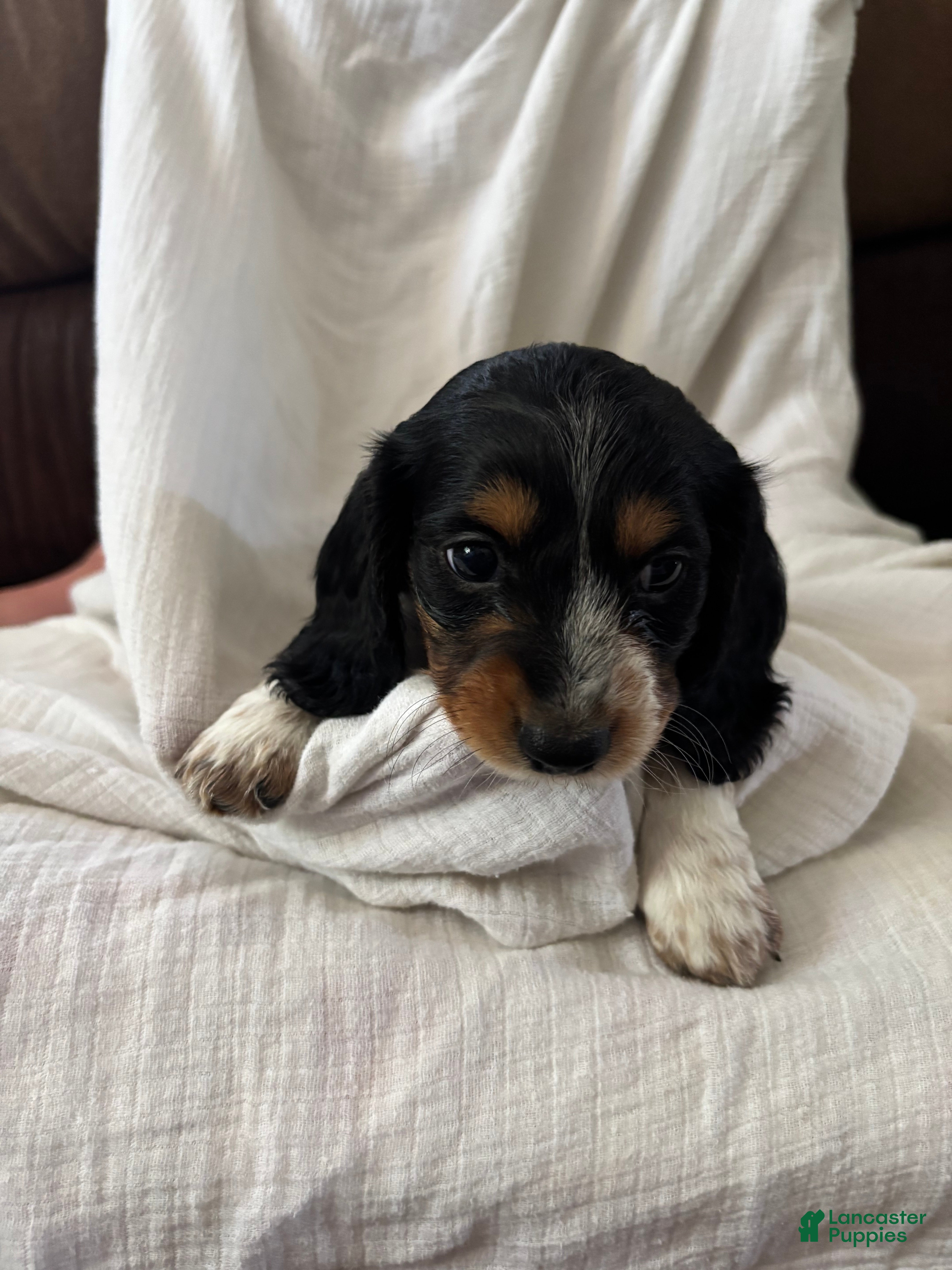 Miniature Dachshund dogs Ginger  - Ad 1
