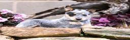 Australian Cattle Dog dogs for sale: Ashley - Ad 3