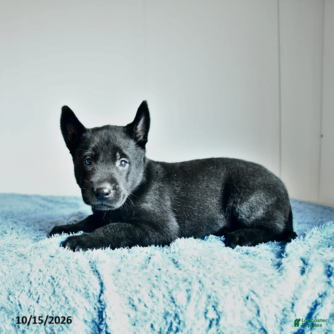 Belgian Malinois dogs for sale: Alonzo - Ad 2