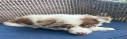 Australian Shepherd dogs for sale: Pearl - Ad 2