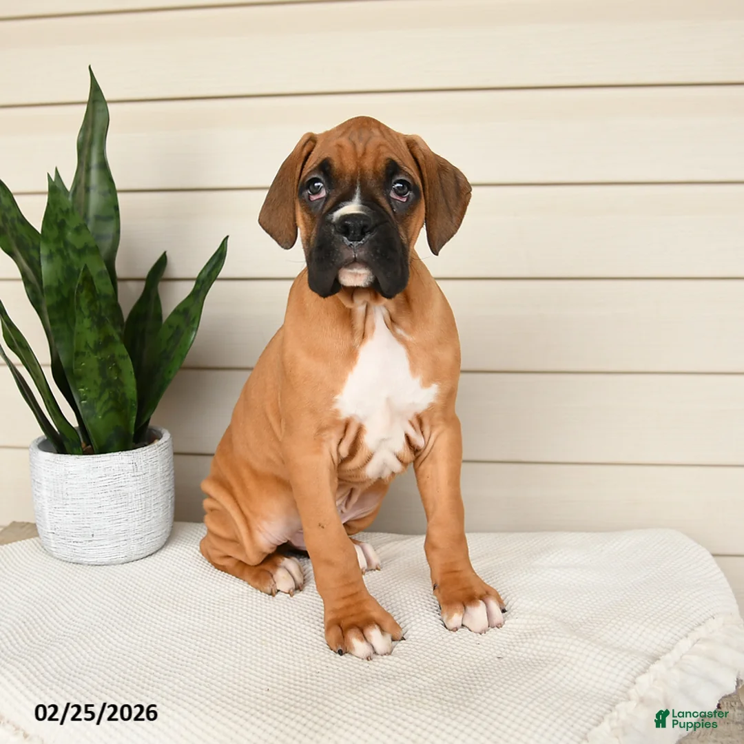 Boxer dogs for sale: Jersey - Ad 2