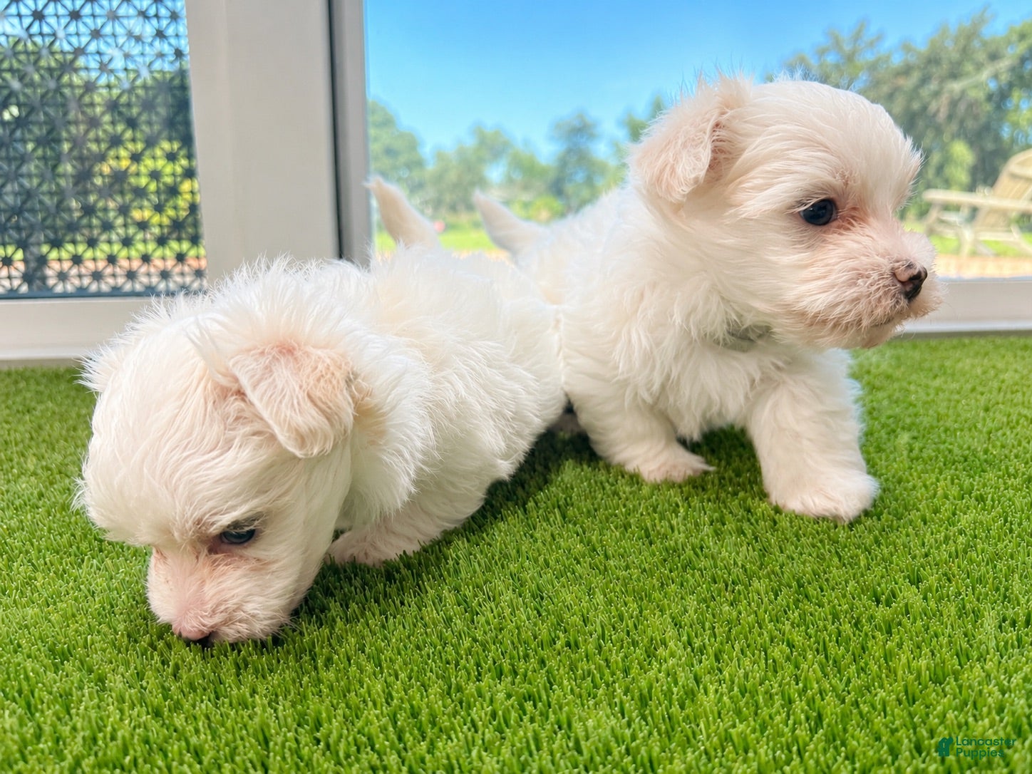 Maltese dogs Maltese 4 - Ad 23