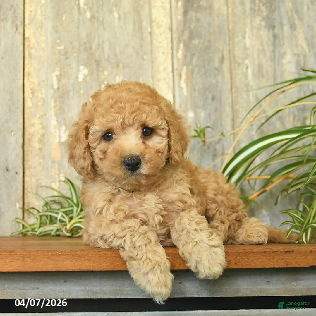 Maltipoo dogs for sale: Pepper - Ad 2