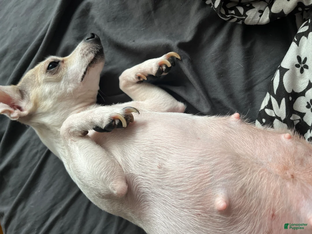 Mixed Breed dogs for sale: Mixed Breed Puppy 3 - Ad 2