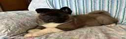 Akita dogs for sale: Richard - Ad 1
