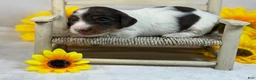 Miniature Dachshund dogs for sale: Chocolate Pie - long hair - Ad 7