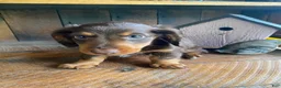 Miniature Dachshund dogs for sale: Browny - Ad 10