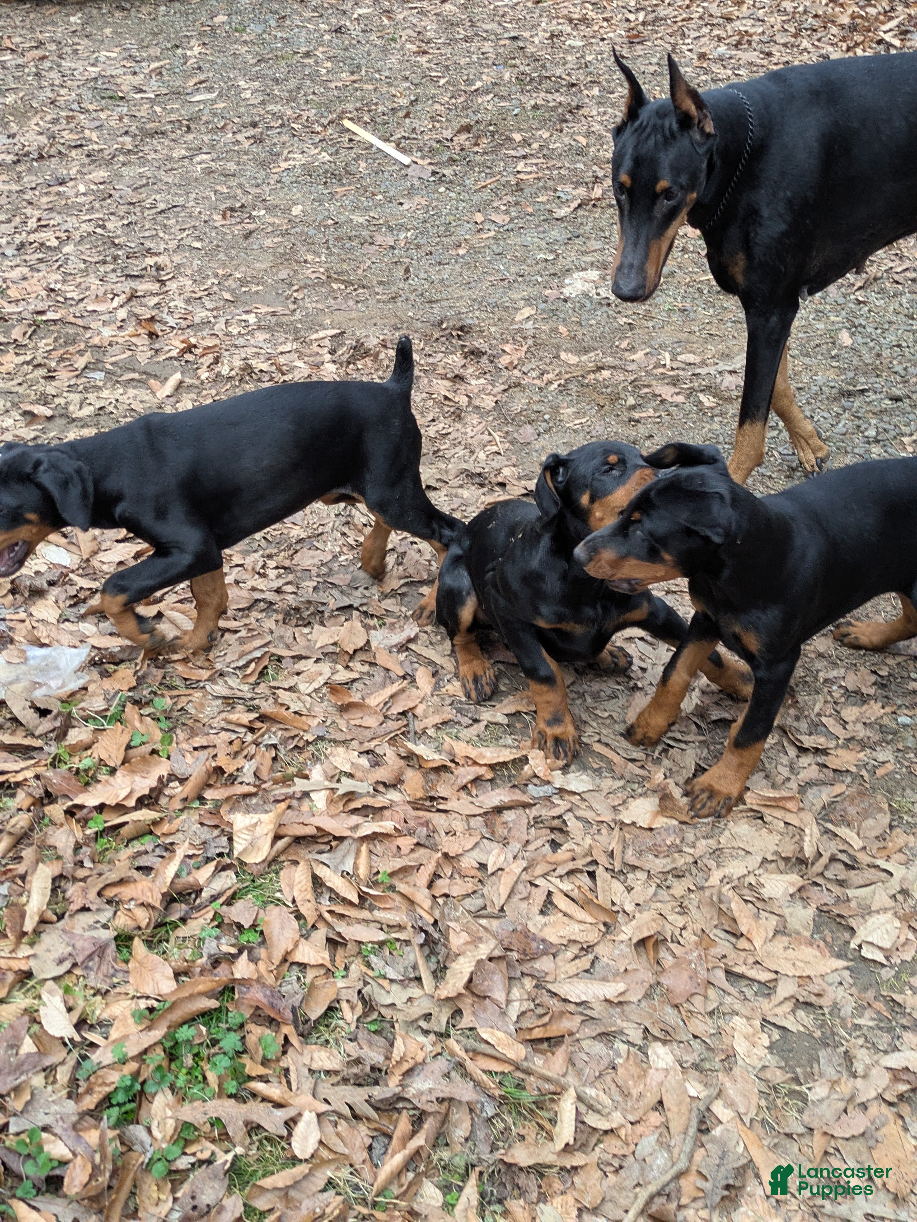 Doberman Pinscher dogs Doberman Pinscher Puppy 9 - Ad 2
