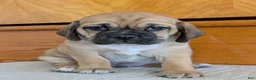 Puggle dogs for sale: Chance  - Ad 18