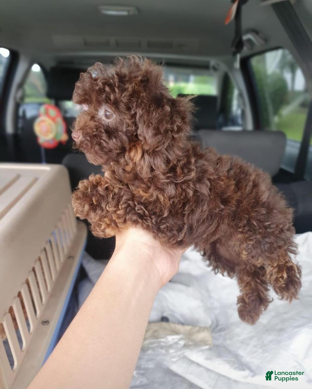 Maltipoo dogs Ginger  - Ad 2