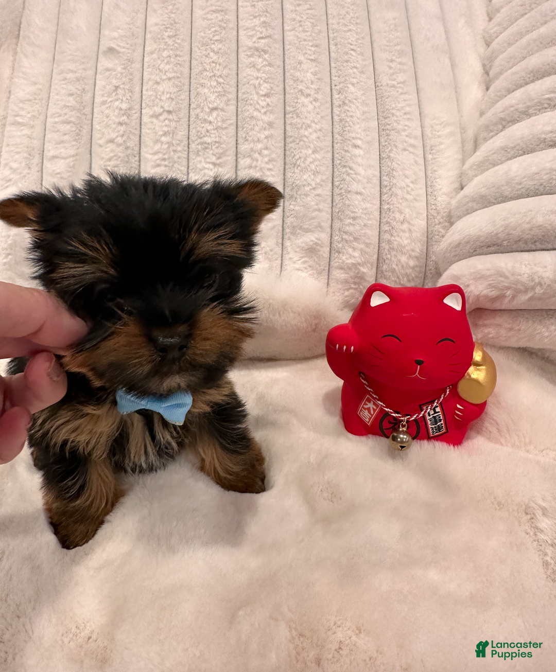 Yorkshire Terrier dogs for sale: Teacup Teddy- POTTY AND CRATE TRAINED home raised  - Ad 6